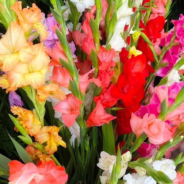 Bulbes à fleurs à planter au printemps - Glaïeuls Grande Fleur en Mélange (x30) + 20% Offert - face recto